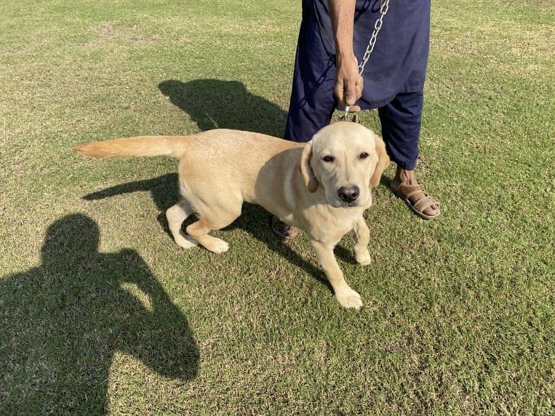 Labrador pedigree female Pup3 months old 4