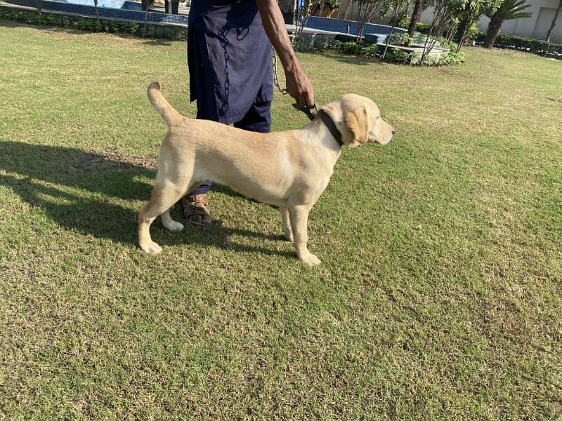 Labrador pedigree female Pup3 months old 5