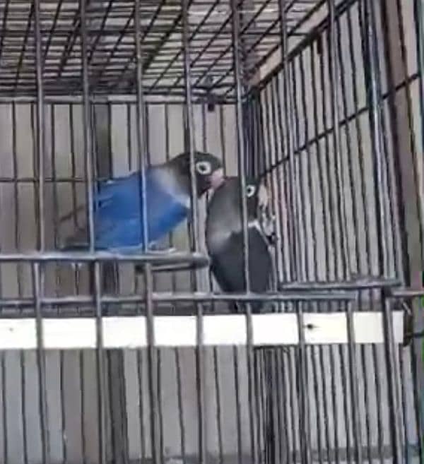 love bird confirm breeder pair for sale 3