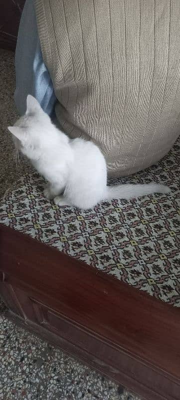 Persian Double Cort kitten 6