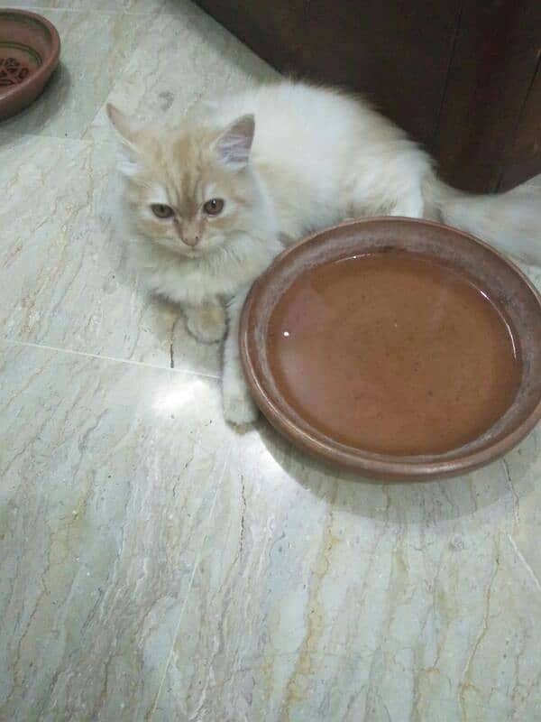 pure persian kitten 0