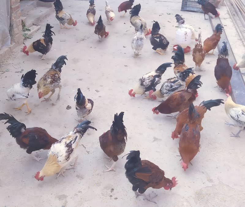 Golden misri rooster for sale. And eggs also available 480 per dozen 0