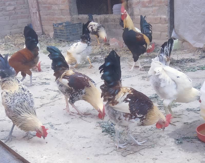 Golden misri rooster for sale. And eggs also available 480 per dozen 1