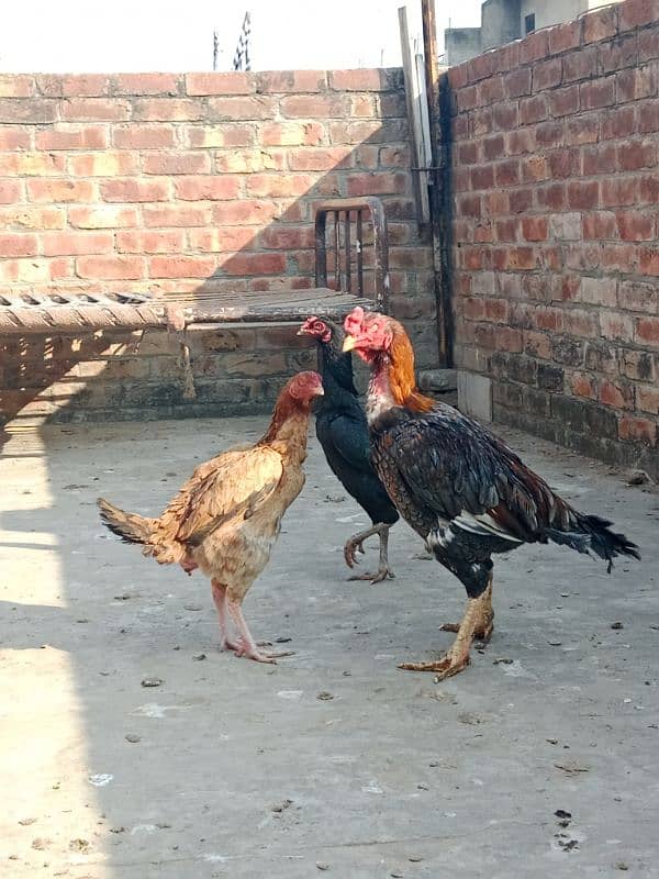 pure aseel murga and to hens  healthy and active 1