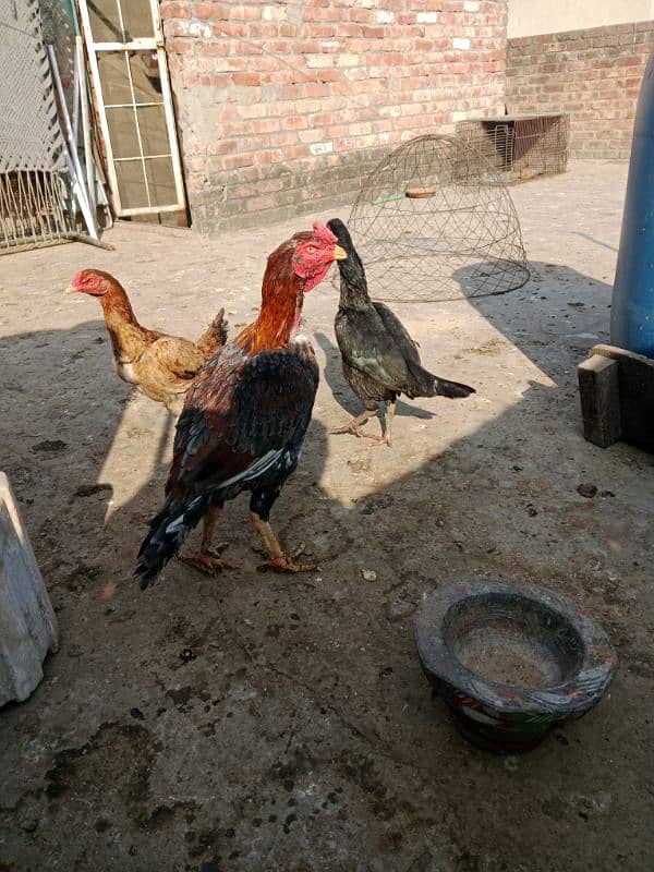 pure aseel murga and to hens  healthy and active 2