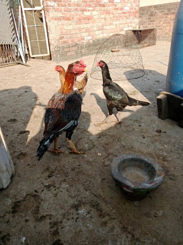 pure aseel murga and to hens  healthy and active 3