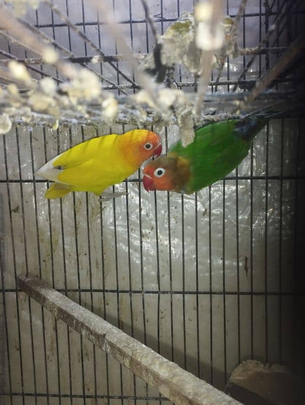 Birds Parrots Albino love birds 0321*6000426 4