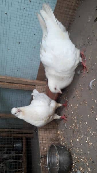 king kabotar breedar pair for sale 1