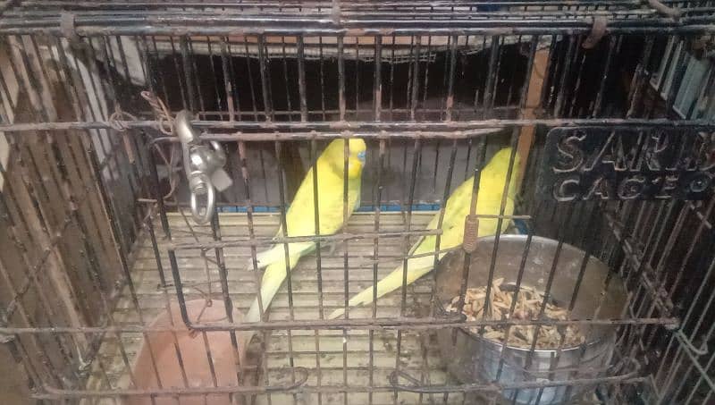 Australian parrot and cages 0