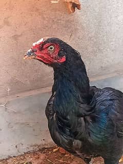 2 Aseel Hens for sale