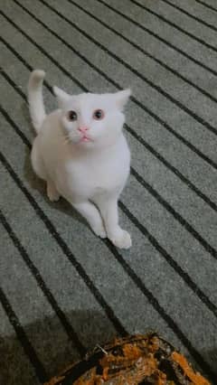 Persian Double coated Cat