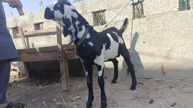 Amratsari Goat | Kala Daba | Amratsari for sale | Goat for sale 0