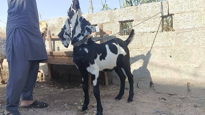 Amratsari Goat | Kala Daba | Amratsari for sale | Goat for sale 2