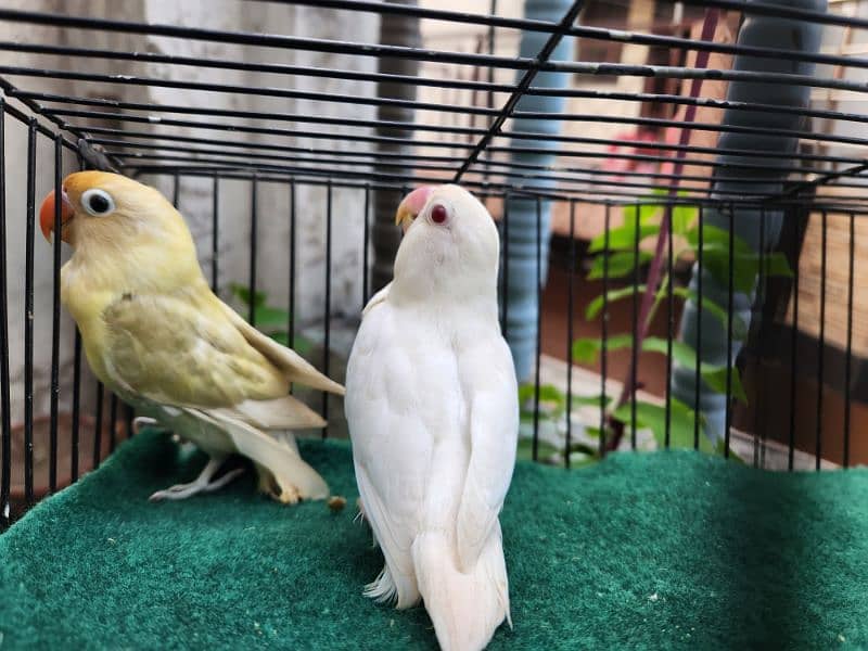 Love Bird Pair (Albino Red Eye) 0