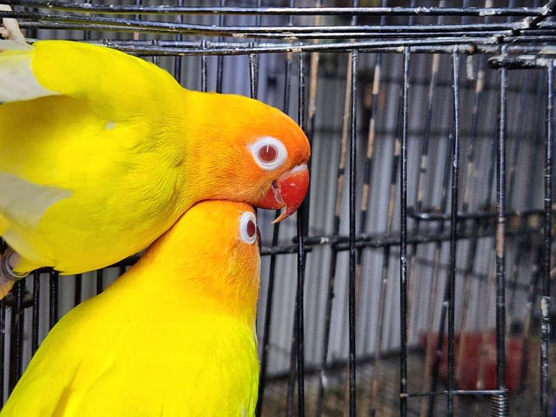 Love Bird Pair (Albino Red Eye) 1