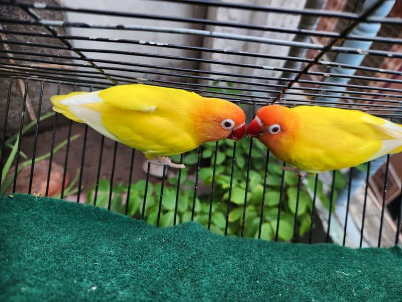 Love Bird Pair (Albino Red Eye) 3