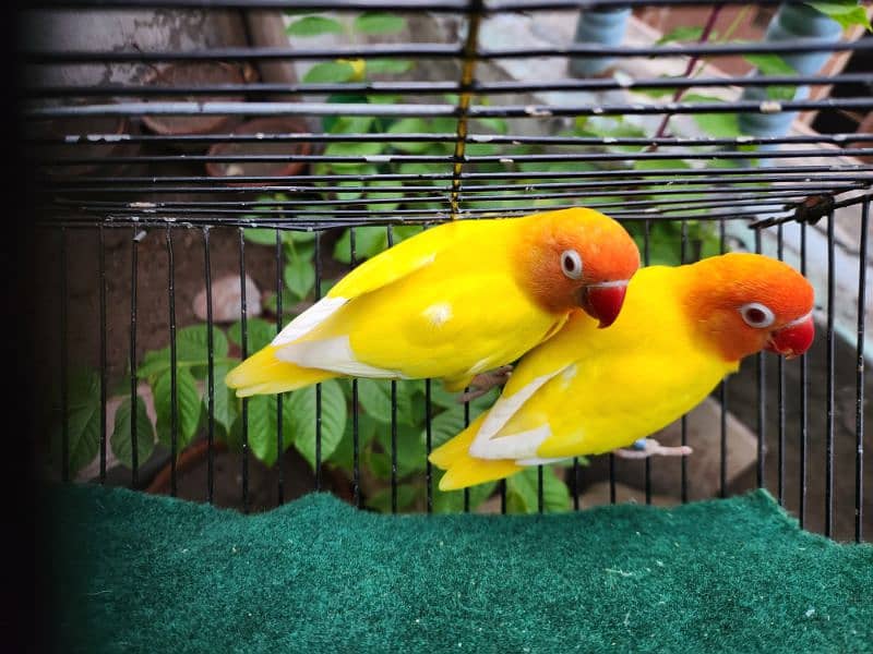 Love Bird Pair (Albino Red Eye) 4