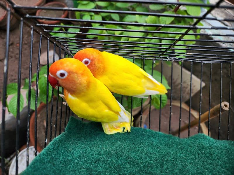 Love Bird Pair (Albino Red Eye) 5