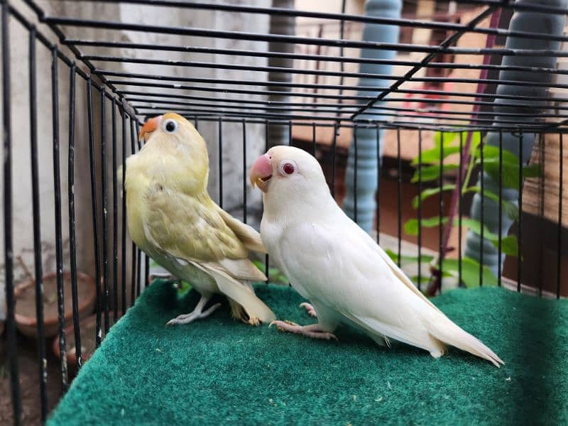 Love Bird Pair (Albino Red Eye) 6