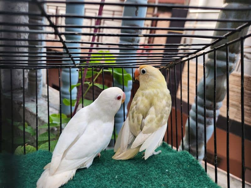 Love Bird Pair (Albino Red Eye) 7