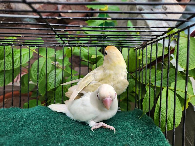 Love Bird Pair (Albino Red Eye) 8