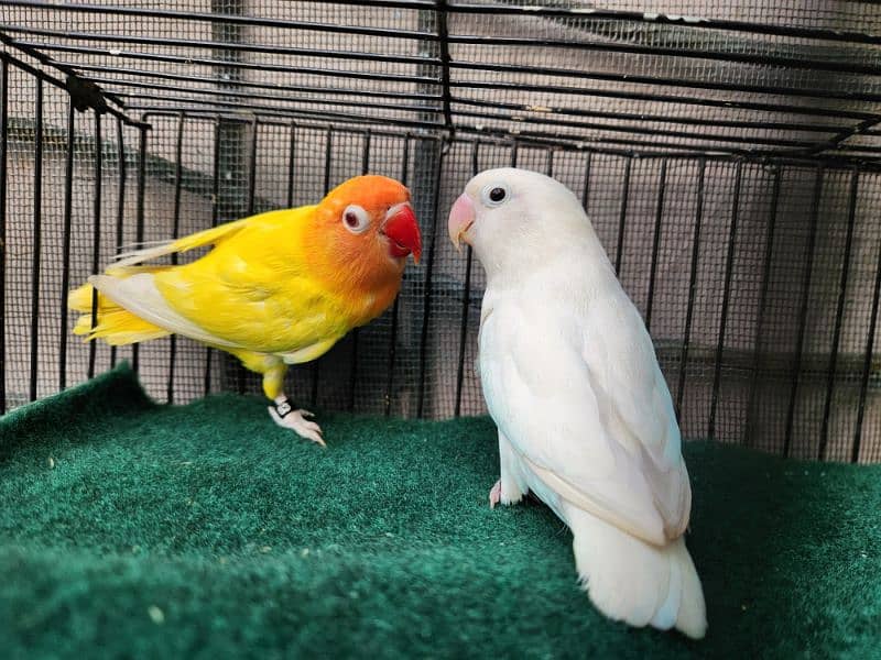 Love Bird Pair (Albino Red Eye) 9