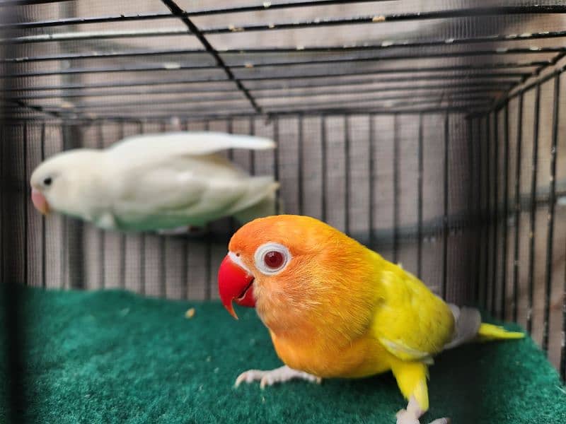 Love Bird Pair (Albino Red Eye) 10