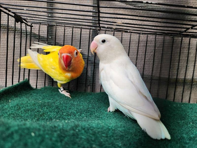 Love Bird Pair (Albino Red Eye) 11