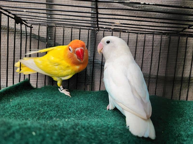 Love Bird Pair (Albino Red Eye) 13