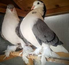 Lahori Sherazi Pair (Blue Bar Male Silver Female)