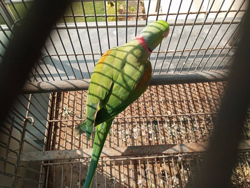 Hybrid Pahari male for breeding 0