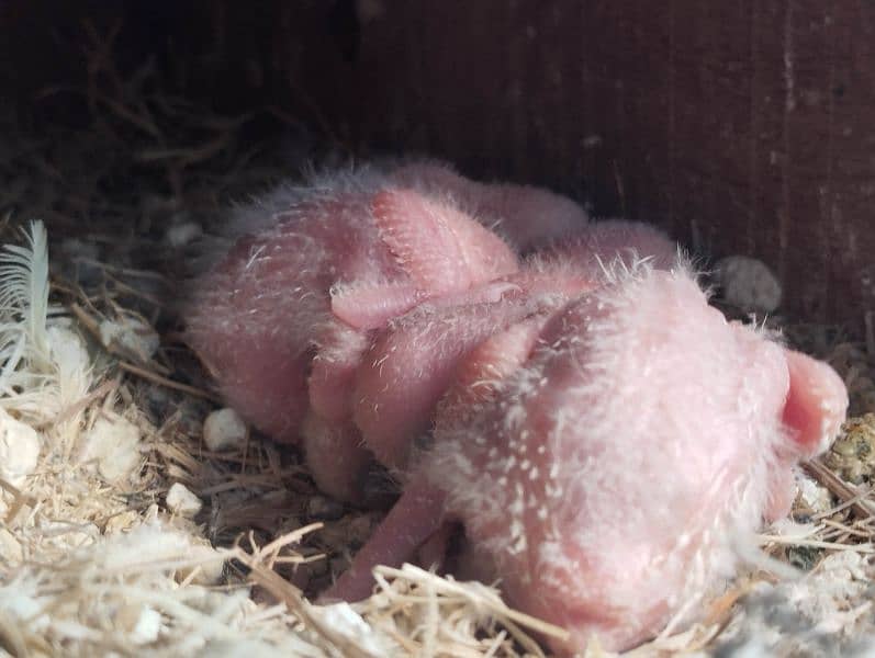 Green Split Opline split parblue x parblue Breader Pair with 4 Chicks. 0