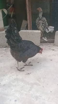 Egg laying hen