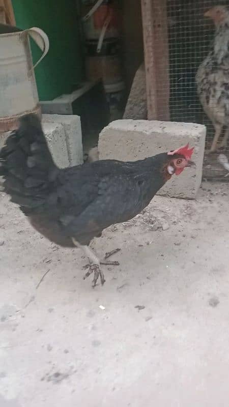 Egg laying hen 1