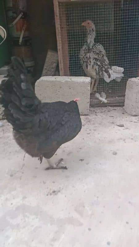 Egg laying hen 4