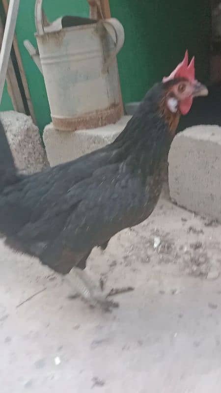 Egg laying hen 5