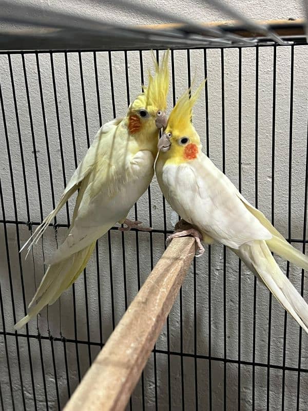 Cockatiel Breeder Pair 0