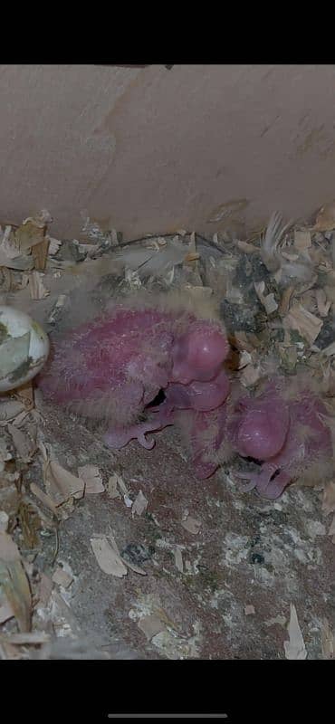 Cockatiel Breeder Pair 1