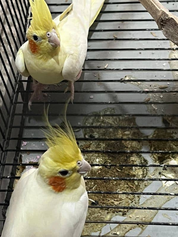 Cockatiel Breeder Pair 2