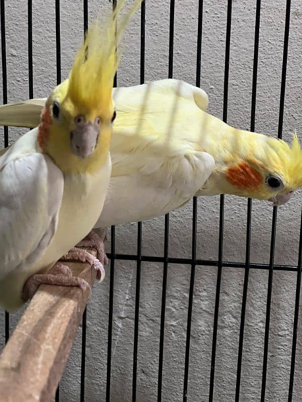 Cockatiel Breeder Pair 3