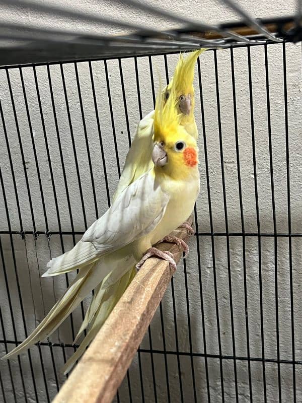 Cockatiel Breeder Pair 4