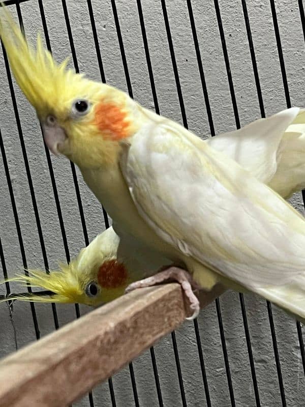 Cockatiel Breeder Pair 5