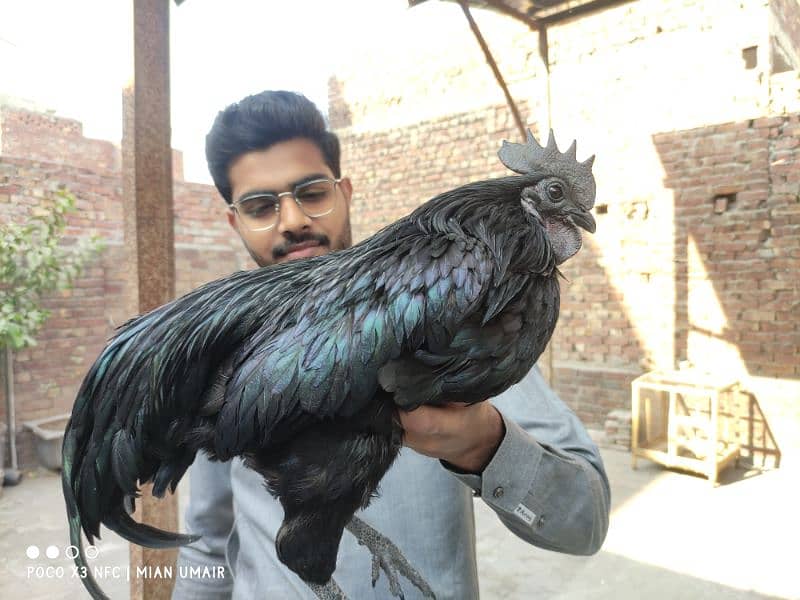 Ayam Cemani breeder pair eggs laying active pair 0