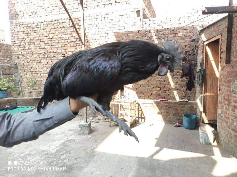 Ayam Cemani breeder pair eggs laying active pair 1