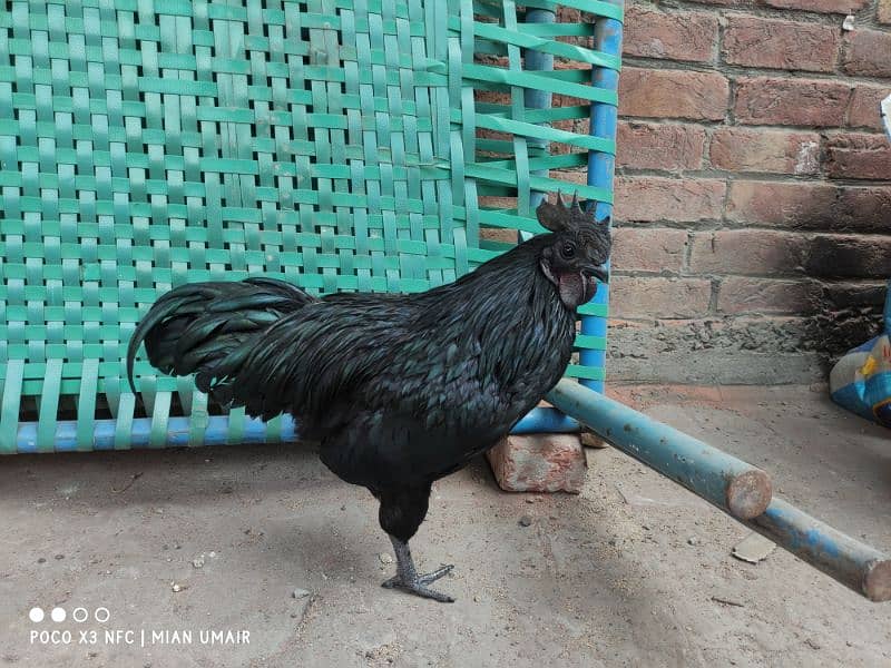 Ayam Cemani breeder pair eggs laying active pair 2