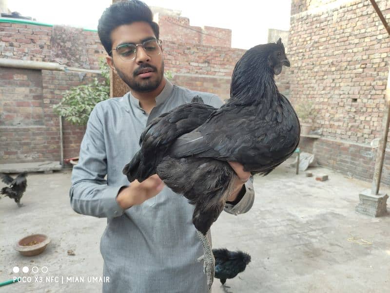 Ayam Cemani breeder pair eggs laying active pair 3