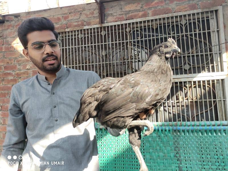 Ayam Cemani breeder pair eggs laying active pair 4