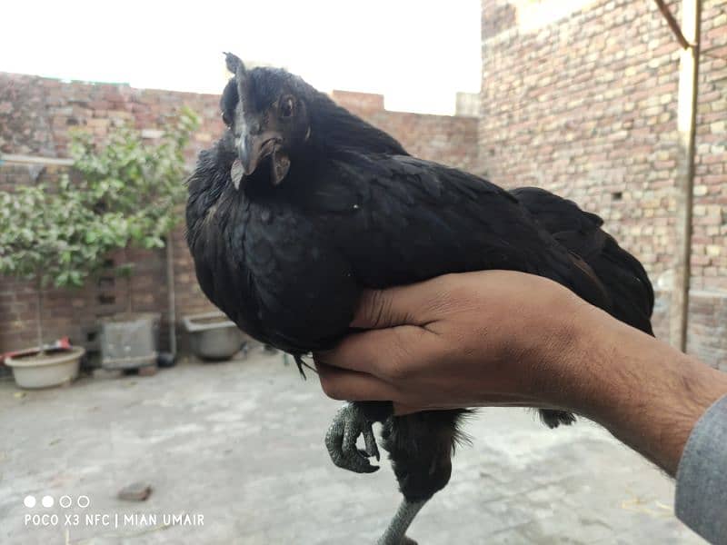 Ayam Cemani breeder pair eggs laying active pair 5