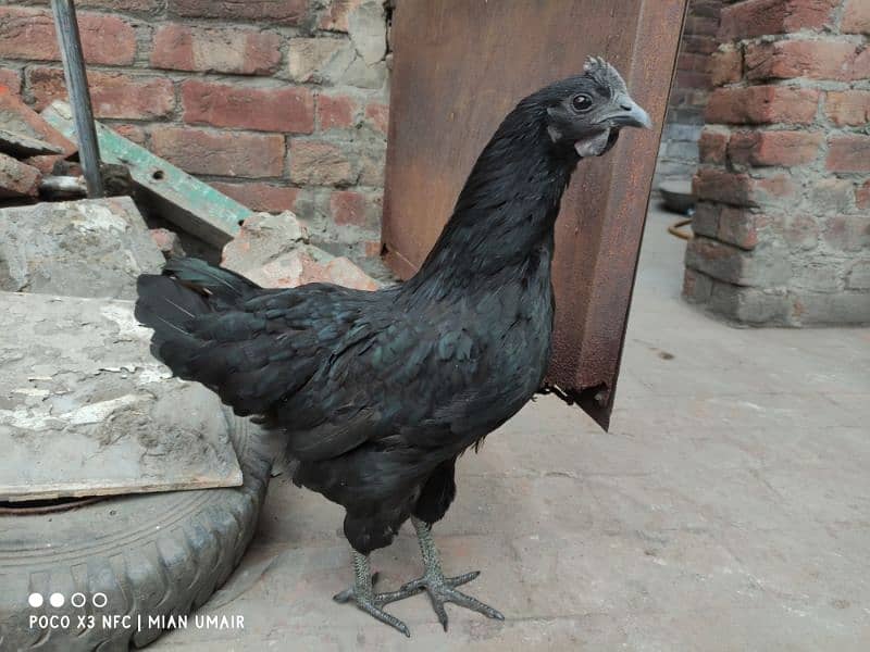 Ayam Cemani breeder pair eggs laying active pair 6