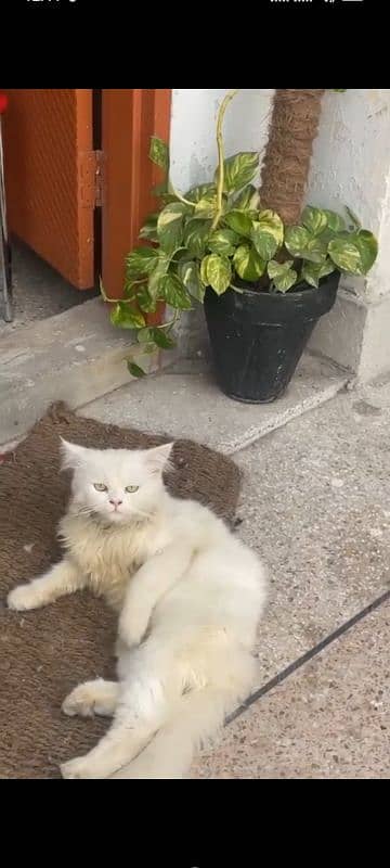 Tripple coat persian male cat 0